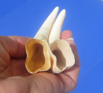 Two Small Warthog Tusks for Carving Ivory, 5 inches, 2.1 ounces - Buy these 2 for $10 each