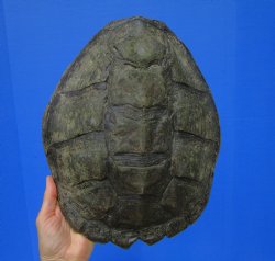 12-1/4 inches Real Common Snapping Turtle Shell for Crafts - Buy this one for $44.99