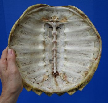 12-1/4 inches Real Common Snapping Turtle Shell for Crafts - Buy this one for $44.99