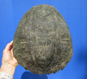 11-3/4 inches Real Common Snapping Turtle Shell for Crafts - Buy this one for $44.99