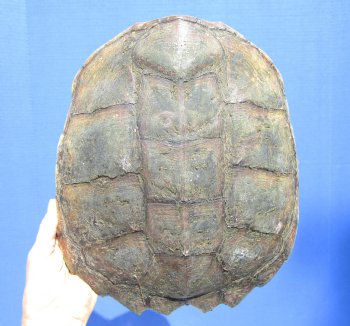 11-1/2 inches Real Common Snapping Turtle Shell for Crafts - Buy this one for $44.99