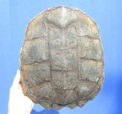 11-1/2 inches Real Common Snapping Turtle Shell for Crafts - Buy this one for $44.99