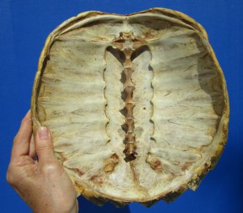 11-1/2 inches Real Common Snapping Turtle Shell for Crafts - Buy this one for $44.99