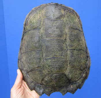 10 inches Real Common Snapping Turtle Shell for Crafts - Buy this one for $44.99