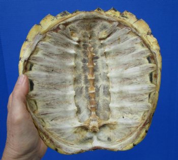 11-3/4 inches Real Common Snapping Turtle Shell for Crafts - Buy this one for $44.99