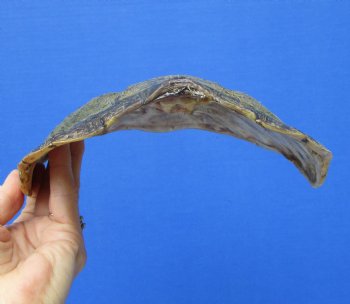 11-3/4 inches Real Common Snapping Turtle Shell for Crafts - Buy this one for $44.99