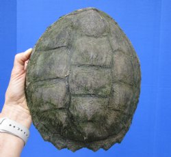 9-1/2 inches Real Common Snapping Turtle Shell for Crafts - Buy this one for $38.99