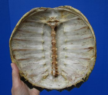 9-1/2 inches Real Common Snapping Turtle Shell for Crafts - Buy this one for $38.99