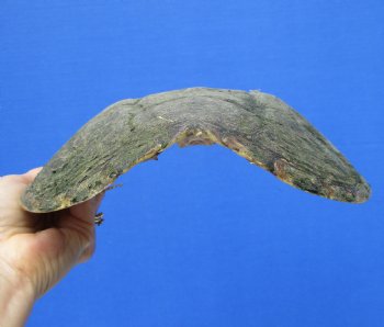 9-1/2 inches Real Common Snapping Turtle Shell for Crafts - Buy this one for $38.99