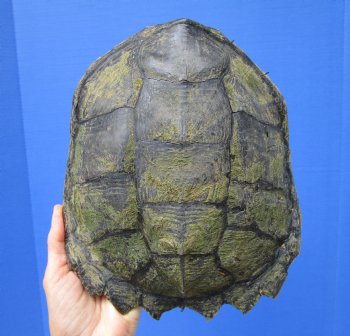 8-3/4 inches Real Common Snapping Turtle Shell for Crafts - Buy this one for $38.99