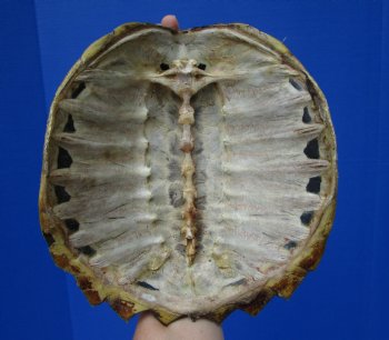 8-3/4 inches Real Common Snapping Turtle Shell for Crafts - Buy this one for $38.99