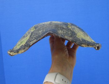 8-3/4 inches Real Common Snapping Turtle Shell for Crafts - Buy this one for $38.99