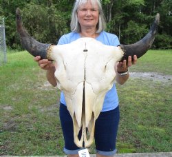 Large  American Bison Skull for Sale, 26-1/2 inches wide  - Buy this one for $144.99 (Requires Very Large Box)