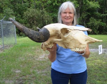 Large  American Bison Skull for Sale, 26-1/2 inches wide  - Buy this one for $144.99 (Requires Very Large Box)