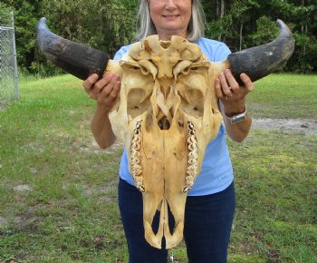 Large  American Bison Skull for Sale, 26-1/2 inches wide  - Buy this one for $144.99 (Requires Very Large Box)