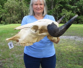 Large  American Bison Skull for Sale, 26-1/2 inches wide  - Buy this one for $144.99 (Requires Very Large Box)