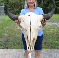 Large Bison Skull, American Buffalo Skull, 25-1/2 inches wide  - Buy this one for $144.99 (Requires Very Large Box)