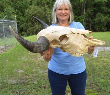 Large Bison Skull, American Buffalo Skull, 25-1/2 inches wide  - Buy this one for $144.99 (Requires Very Large Box)