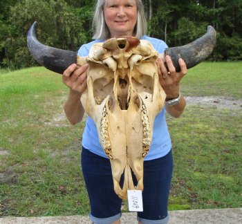 Large Bison Skull, American Buffalo Skull, 25-1/2 inches wide  - Buy this one for $144.99 (Requires Very Large Box)