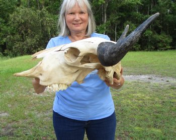 Large Bison Skull, American Buffalo Skull, 25-1/2 inches wide  - Buy this one for $144.99 (Requires Very Large Box)