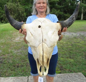  American Bison Skull for Sale, 24-1/2 inches wide  - Buy this one for $144.99 (Requires Very Large Box)