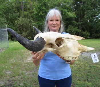  American Bison Skull for Sale, 24-1/2 inches wide  - Buy this one for $144.99 (Requires Very Large Box)