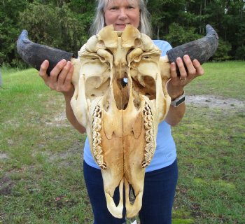  American Bison Skull for Sale, 24-1/2 inches wide  - Buy this one for $144.99 (Requires Very Large Box)