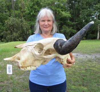  American Bison Skull for Sale, 24-1/2 inches wide  - Buy this one for $144.99 (Requires Very Large Box)