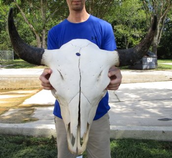 American Buffalo Skull for Sale, Bison Skull, 24 inches wide  - Buy this one for $144.99 (Requires Very Large Box)