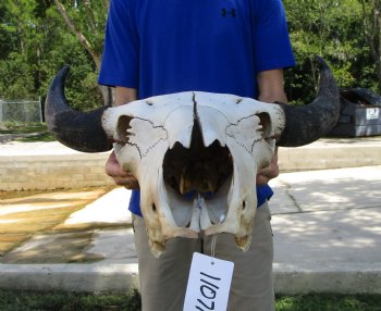 American Buffalo Skull for Sale, Bison Skull, 24 inches wide  - Buy this one for $144.99 (Requires Very Large Box)