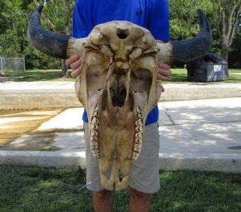 American Buffalo Skull for Sale, Bison Skull, 24 inches wide  - Buy this one for $144.99 (Requires Very Large Box)