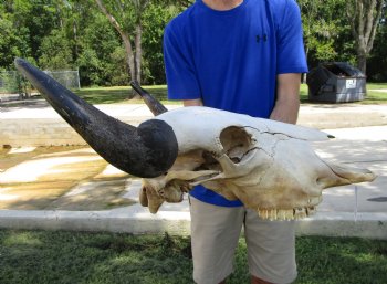 American Buffalo Skull for Sale, Bison Skull, 24 inches wide  - Buy this one for $144.99 (Requires Very Large Box)