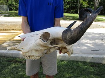 American Buffalo Skull for Sale, Bison Skull, 24 inches wide  - Buy this one for $144.99 (Requires Very Large Box)