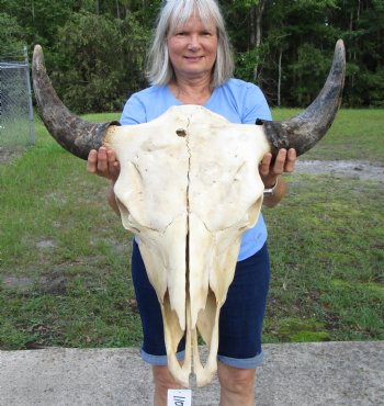 American Buffalo Skull for Sale, Bison Skull, 24 inches wide  - Buy this one for $144.99 (Requires Very Large Box)