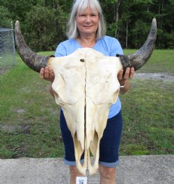 American Buffalo Skull for Sale, Bison Skull, 24 inches wide  - Buy this one for $144.99 (Requires Very Large Box)