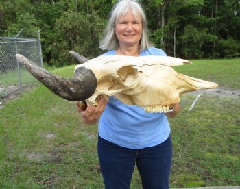 American Buffalo Skull for Sale, Bison Skull, 24 inches wide  - Buy this one for $144.99 (Requires Very Large Box)