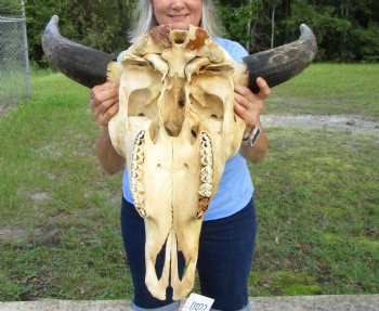 American Buffalo Skull for Sale, Bison Skull, 24 inches wide  - Buy this one for $144.99 (Requires Very Large Box)