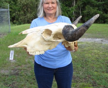 American Buffalo Skull for Sale, Bison Skull, 24 inches wide  - Buy this one for $144.99 (Requires Very Large Box)