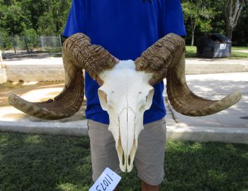 Extra Large African Merino Ram Skull, Sheep Skull with 26-3/4 and 27 inches Horns - Buy this one for $149.99