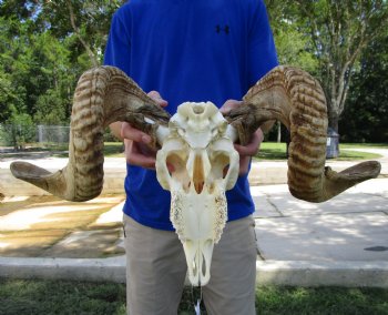 Extra Large African Merino Ram Skull, Sheep Skull with 26-3/4 and 27 inches Horns - Buy this one for $149.99