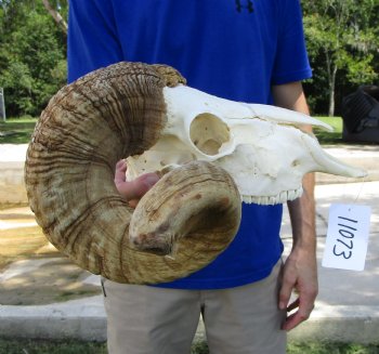 Extra Large African Merino Ram Skull, Sheep Skull with 26-3/4 and 27 inches Horns - Buy this one for $149.99