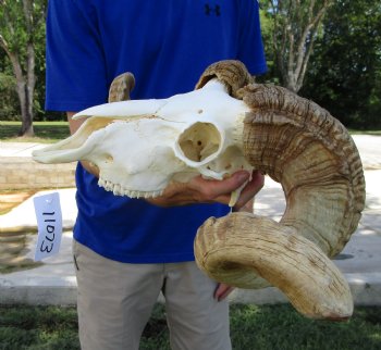 Extra Large African Merino Ram Skull, Sheep Skull with 26-3/4 and 27 inches Horns - Buy this one for $149.99