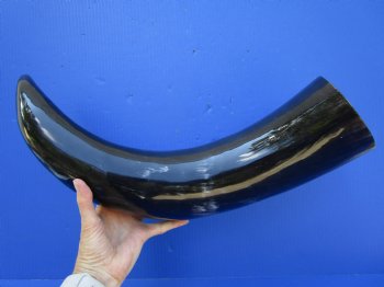 26-3/4 inches Extra Large Polished Buffalo Horn with a Wide Base for $59.99