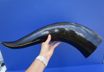 26-3/4 inches Extra Large Polished Buffalo Horn with a Wide Base for $59.99