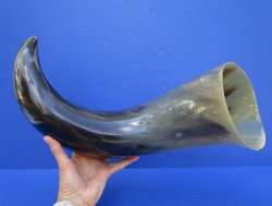 27 inches Extra Large Polished Buffalo Horn with a Wide Base for $59.99