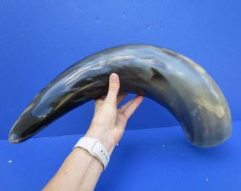 27 inches Extra Large Polished Buffalo Horn with a Wide Base for $59.99