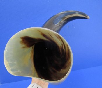 27 inches Extra Large Polished Buffalo Horn with a Wide Base for $59.99