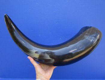 25-1/2 inches Extra Large Polished Buffalo Horn with a Wide Base for $59.99