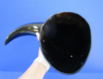 25-1/2 inches Extra Large Polished Buffalo Horn with a Wide Base for $59.99