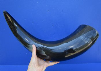 25-1/2 inches Extra Large Polished Buffalo Horn with a Wide Base for $59.99